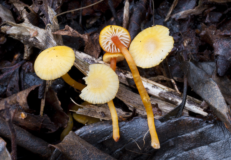 Hygrocybe insipida